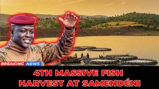 Traoré Strikes Again! 4th Massive Fish Harvest at Samendéni