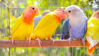Download lagu Lovebird Paradise - Cute & Romantic Birds Moments mp3