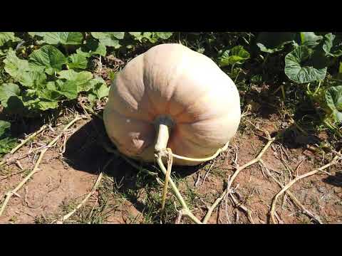 10-17-20 Harpersville, Alabama - Old Baker Farm - Pumpkin Patch Fun & Drone