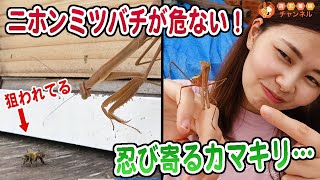ニホンミツバチの巣に忍び寄る捕食者【カマキリvsミツバチ】