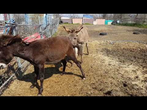 Ослица пришла в охоту 💕 LoveStory