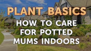 How to Care for Potted Mums Indoors
