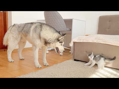 YouTube 썸네일