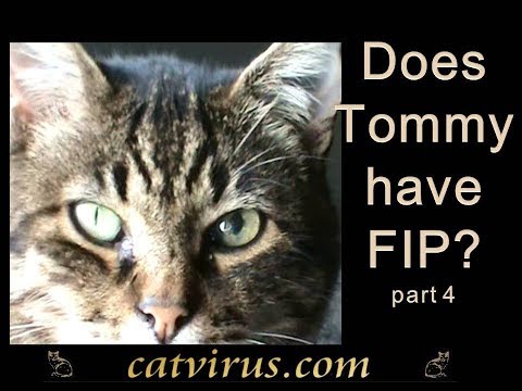 Does Tommy Have FIP? Part 4 In clinic laboratory result analysis, best FCoV antibody test
