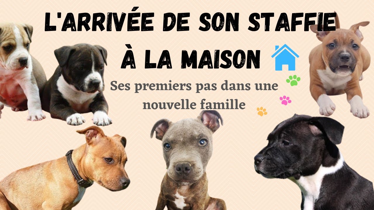 L'ARRIVEE DE SON STAFFIE A LA MAISON : Les 1ers pas de son chiot dans sa nouvelle famille #staffie