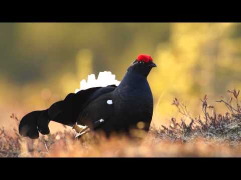 Birkhuhn Balz, Black Grouse, (Lyrurus tetrix oder auch Tetrao tetrix)