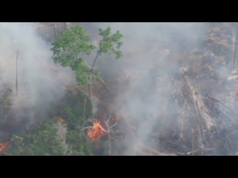 Amazon rainforest now emits more CO2 than it absorbs