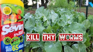 How to Kill Cabbage Worms | How To Get Rid of the Worms on your Broccoli and Cauliflower