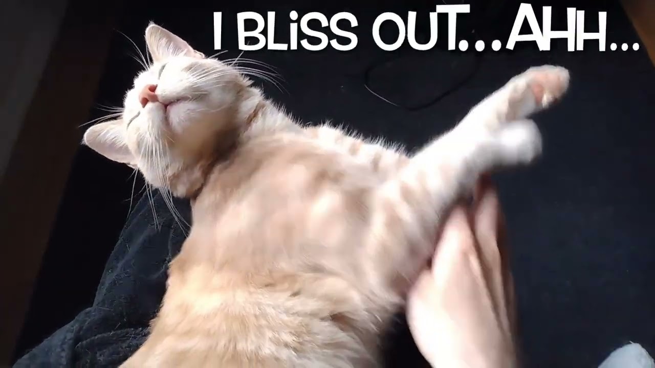 Enlarge Webster, a Adoptable mixed breed in San Carlos, CA video 2/5