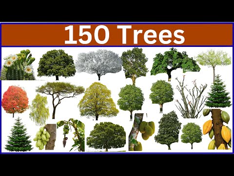 Learn 150 Tree Names Through Beautiful Images
