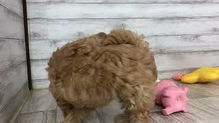 ハーフ犬の動画01