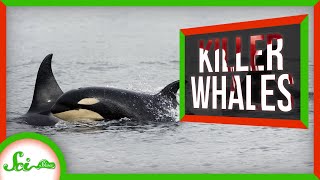 5 Ways Orcas Have Earned the Nickname “Killer Whale”