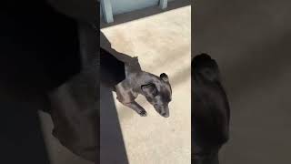 Video preview image #1 Mutt Puppy For Sale in Emmett, ID, USA