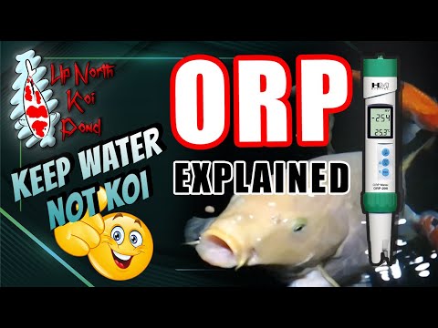How ORP Impacts Your KOI and Pond Health