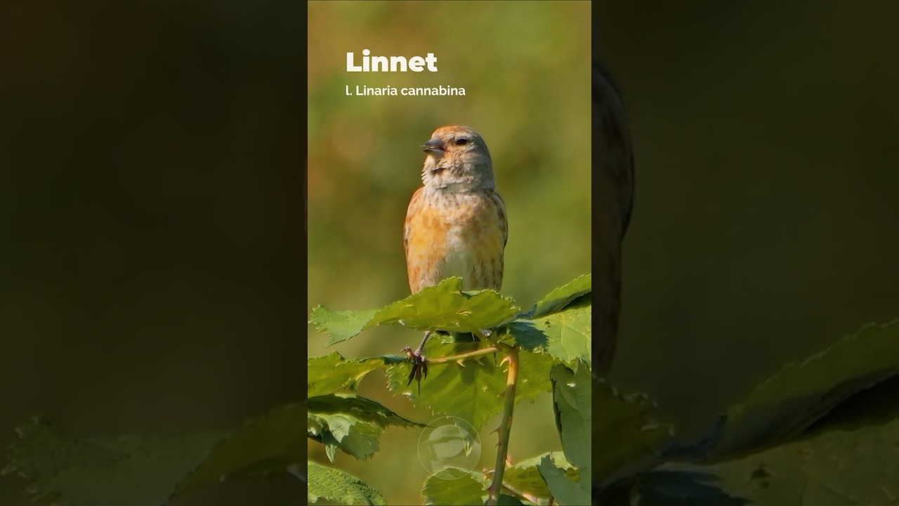 Linnet - Nice Bird Song on a Summer Morning