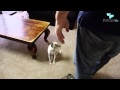 How To Greet A Dog So You Ll Become Friends