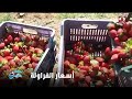 الزراعة: نسجل زيادة غير مسبوقة بحجم الصادرات.. ولا مشكلة في تصدير الفراولة