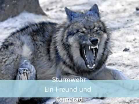 Sturmwehr   Ein Freund und Kamerad