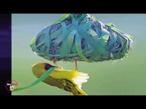 New Oromo/Borana Music 2020 by OBSITUU DIIMAA ** Mana Simphiraa Taane