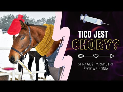 , title : 'CZY TICO JEST CHORY? 🤒 | Naucz się sprawdzać parametry życiowe konia 👩‍⚕️'