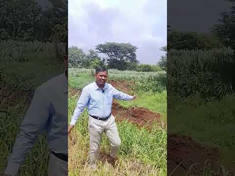 Ecotone is a transition zone between two ecosystems which gives stability & support flora & fauna