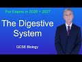 GCSE Science Revision Biology The Digestive System