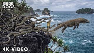 WILD INDONESIA | Pristine Jungle’s Hidden Apex Predators | Nature Animal Documentary