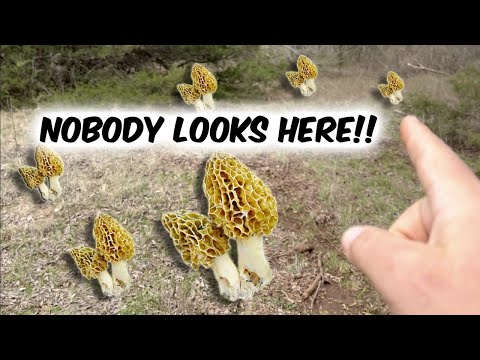 Where To Find Morel Mushrooms: Start HERE!