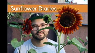 Sunflower Diaries • Growing Different Varieties &amp; Seed Collecting