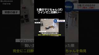 #ニュース#放送事故 #女子アナ#犬#ワイン#福井#アナウンサー