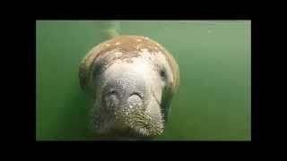 preview picture of video 'Baby and Momma Manatee in Backyard Marathon Florida Keys'