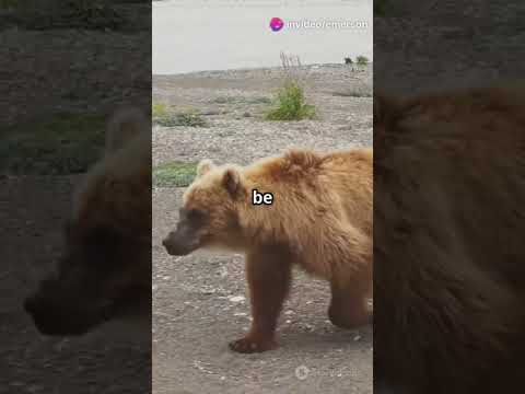 Bison vs Grizzly: The Ultimate Showdown
