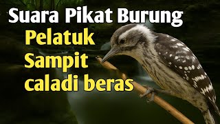 Download lagu Suara pikat burung pelatuk sampit caladi beras terbaru mp3