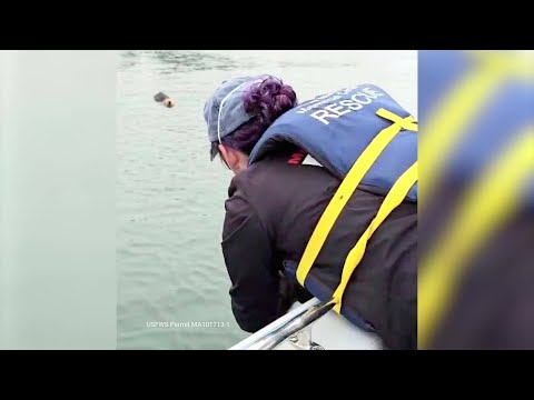 Otter pup reunited with mother on California coast - YouTube