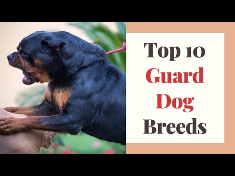 Top 10 Guard Dog Breeds For Home : Guard Dogs