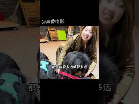 全網最沒牌面的藏獒，把自己混成了狗中小泰迪#shorts
