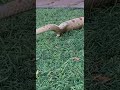 Corn Snake Pooping