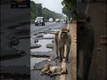 Mother Monkey Rescues Baby Monkey After Electric Shock Animal Rescue Mysterious Land
