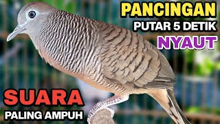 Download lagu Perkutut Lokal Gacor Suara Besar Pancingan Burung Perkutut Agar Cepat Bunyi. mp3 Download lagu Perkutut Lokal Gacor Suara Besar Pancingan Burung Perkutut Agar Cepat Bunyi. mp3