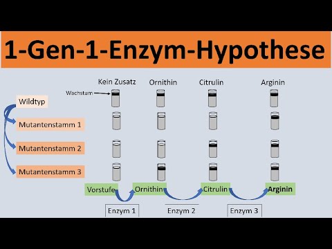 One-gene-one-enzyme hypothesis [Beadle & Tatum experiment] - [Biology, Genetics, High School]