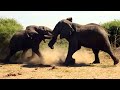 Elephant Vs Elephant Fight Raw Footage