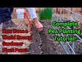 Watch This Before Planting Peas! World Record Gardener's Secrets To Growing Sweet Peas! Tutorial