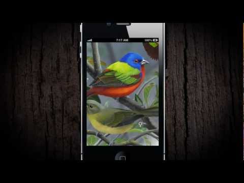 iBird Yard Plus Guide to Birds Video