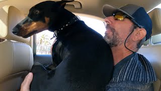 World's biggest lap dog