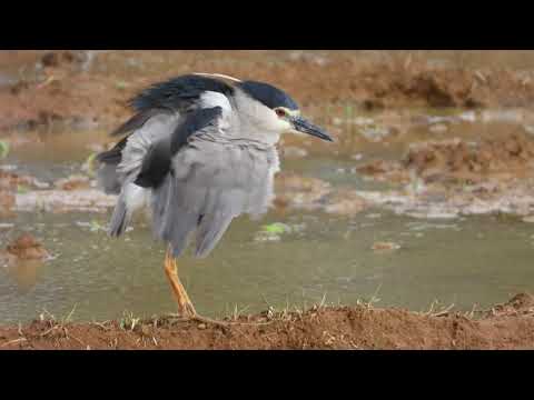 Black Crowned Night Heron red eye