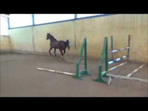 Ladylike - Larimar x Cassini I -  Holsteiner