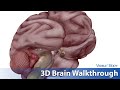 Visible Body | 3D Walkthrough of Central Nervous System and Brain Anatomy