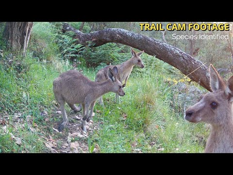 Australia’s Wildlife Highway | Trail Cam Footage