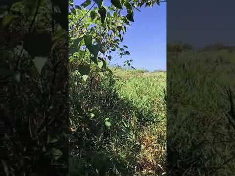 Chácara à venda 205700m2 em Alambari por R$680.000 imagem 1