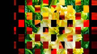 El dia de tu boda.   ****Jimmy Buckley****